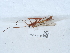  ( - NHMUK013700342)  @11 [ ] Unspecified (default): All Rights Reserved  Unspecified Unspecified