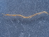  ( - NHMUK014042288)  @11 [ ] Unspecified (default): All Rights Reserved  Unspecified Unspecified