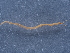  ( - NHMUK014042288)  @11 [ ] Unspecified (default): All Rights Reserved  Unspecified Unspecified