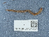  ( - NHMUK014043024)  @11 [ ] Unspecified (default): All Rights Reserved  Unspecified Unspecified