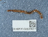  ( - NHMUK014043024)  @11 [ ] Unspecified (default): All Rights Reserved  Unspecified Unspecified