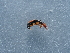  ( - NHMUK014400146)  @11 [ ] Unspecified (default): All Rights Reserved  Unspecified Unspecified