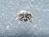  ( - NHMUK014400147)  @11 [ ] Unspecified (default): All Rights Reserved  Unspecified Unspecified
