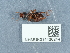  ( - NHMUK014400244)  @11 [ ] Unspecified (default): All Rights Reserved  Unspecified Unspecified