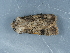  ( - NHMUK014425653)  @11 [ ] Unspecified (default): All Rights Reserved  Unspecified Unspecified