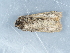  ( - NHMUK014425653)  @11 [ ] Unspecified (default): All Rights Reserved  Unspecified Unspecified