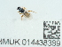  ( - NHMUK014438389)  @11 [ ] Unspecified (default): All Rights Reserved  Unspecified Unspecified