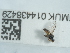  ( - NHMUK014438429)  @11 [ ] Unspecified (default): All Rights Reserved  Unspecified Unspecified