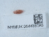  ( - NHMUK014438593)  @11 [ ] Unspecified (default): All Rights Reserved  Unspecified Unspecified
