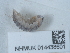  ( - NHMUK014438601)  @11 [ ] Unspecified (default): All Rights Reserved  Unspecified Unspecified