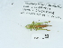  ( - NHMUK014438609)  @11 [ ] Unspecified (default): All Rights Reserved  Unspecified Unspecified