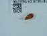 ( - NHMUK014439798)  @11 [ ] Unspecified (default): All Rights Reserved  Unspecified Unspecified