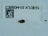  ( - NHMUK014439803)  @11 [ ] Unspecified (default): All Rights Reserved  Unspecified Unspecified