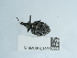  ( - NHMUK014440593)  @11 [ ] Unspecified (default): All Rights Reserved  Unspecified Unspecified