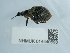  ( - NHMUK014440593)  @11 [ ] Unspecified (default): All Rights Reserved  Unspecified Unspecified