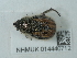  (Anisoplia villosa - NHMUK014440712)  @11 [ ] Unspecified (default): All Rights Reserved  Unspecified Unspecified