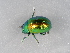  ( - NHMUK014444579)  @11 [ ] Unspecified (default): All Rights Reserved  Unspecified Unspecified