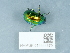  ( - NHMUK014444579)  @11 [ ] Unspecified (default): All Rights Reserved  Unspecified Unspecified