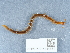  ( - NHMUK014444581)  @11 [ ] Unspecified (default): All Rights Reserved  Unspecified Unspecified