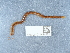  ( - NHMUK014444582)  @11 [ ] Unspecified (default): All Rights Reserved  Unspecified Unspecified