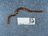  ( - NHMUK014444582)  @11 [ ] Unspecified (default): All Rights Reserved  Unspecified Unspecified