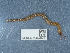  ( - NHMUK014444582)  @11 [ ] Unspecified (default): All Rights Reserved  Unspecified Unspecified