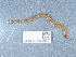  ( - NHMUK014444582)  @11 [ ] Unspecified (default): All Rights Reserved  Unspecified Unspecified