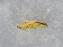  ( - NHMUK014444806)  @11 [ ] Unspecified (default): All Rights Reserved  Unspecified Unspecified