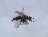  ( - NHMUK014446898)  @11 [ ] Unspecified (default): All Rights Reserved  Unspecified Unspecified
