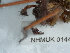  ( - NHMUK014447010)  @11 [ ] Unspecified (default): All Rights Reserved  Unspecified Unspecified