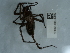  ( - NHMUK014447020)  @11 [ ] Unspecified (default): All Rights Reserved  Unspecified Unspecified