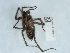  ( - NHMUK014447020)  @11 [ ] Unspecified (default): All Rights Reserved  Unspecified Unspecified