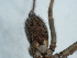  ( - NHMUK014447020)  @11 [ ] Unspecified (default): All Rights Reserved  Unspecified Unspecified