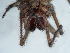  ( - NHMUK014447020)  @11 [ ] Unspecified (default): All Rights Reserved  Unspecified Unspecified