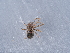  (Megalepthyphantes collinus - NHMUK014449252)  @11 [ ] Unspecified (default): All Rights Reserved  Unspecified Unspecified