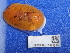  ( - NHMUK014451518)  @11 [ ] Unspecified (default): All Rights Reserved  Unspecified Unspecified