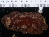  ( - NHMUK014453585)  @11 [ ] Unspecified (default): All Rights Reserved  Unspecified Unspecified
