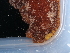  ( - NHMUK014453585)  @11 [ ] Unspecified (default): All Rights Reserved  Unspecified Unspecified