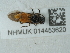  (Arge pagana stephensii - NHMUK014453620)  @11 [ ] Unspecified (default): All Rights Reserved  Unspecified Unspecified