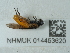  ( - NHMUK014453620)  @11 [ ] Unspecified (default): All Rights Reserved  Unspecified Unspecified