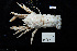  (Munidopsis crassa - NHMUK014453684)  @11 [ ] Unspecified (default): All Rights Reserved  Unspecified Unspecified