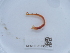  ( - NHMUK014536770)  @11 [ ] Unspecified (default): All Rights Reserved  Unspecified Unspecified