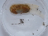  ( - NHMUK014536775)  @11 [ ] Unspecified (default): All Rights Reserved  Unspecified Unspecified