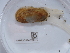  (Azorinus chamasolen - NHMUK014536775)  @11 [ ] Unspecified (default): All Rights Reserved  Unspecified Unspecified