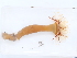  ( - NHMUK014536776)  @11 [ ] Unspecified (default): All Rights Reserved  Unspecified Unspecified