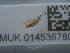  ( - NHMUK014536780)  @11 [ ] Unspecified (default): All Rights Reserved  Unspecified Unspecified