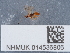  ( - NHMUK014536806)  @11 [ ] Unspecified (default): All Rights Reserved  Unspecified Unspecified