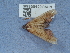  ( - NHMUK014536885)  @11 [ ] Unspecified (default): All Rights Reserved  Unspecified Unspecified