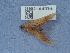  (Plagodis dolabraria dolabraria - NHMUK014536885)  @11 [ ] Unspecified (default): All Rights Reserved  Unspecified Unspecified