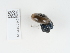  ( - NHMUK014536935)  @11 [ ] Unspecified (default): All Rights Reserved  Unspecified Unspecified